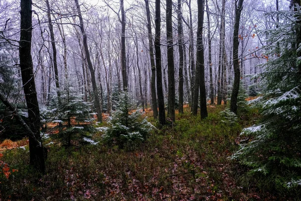 Bomen Bedekt Met Vorst Het Bos Winterlandschap Niemand — Stockfoto