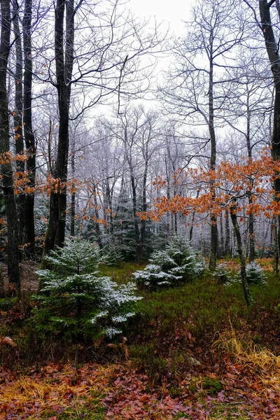 Alberi Ricoperti Gelo Nella Foresta Paesaggio Invernale Nessuno — Foto Stock