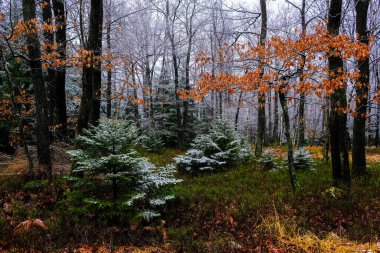 Ağaçlar ormanla kaplı, kış manzarası. Kimse.