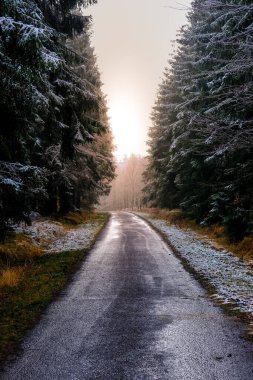 Sis ve günbatımı renkleriyle ormanda yol. Kimse.