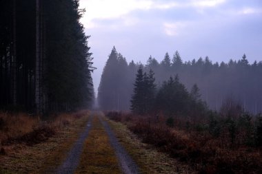 Sis ve günbatımı renkleriyle ormanda yol. Kimse.