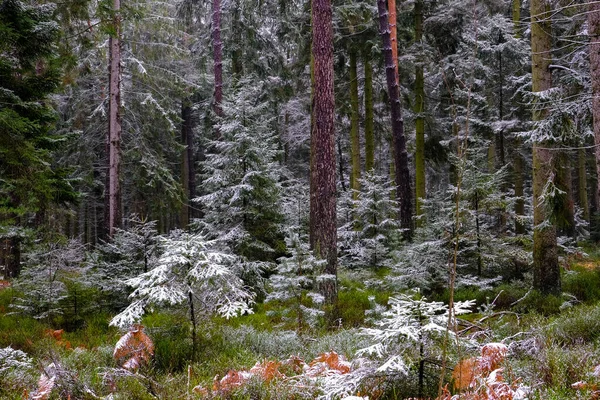 Alberi Ricoperti Gelo Nella Foresta Paesaggio Invernale Nessuno — Foto Stock