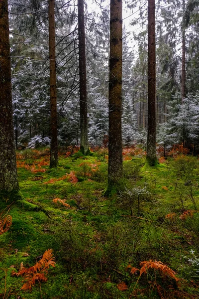 Stromy Pokryté Mrazem Lese Zimní Krajina Nikdo — Stock fotografie