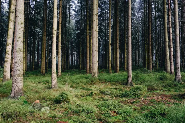 緑の芝生と松の木の森 — ストック写真