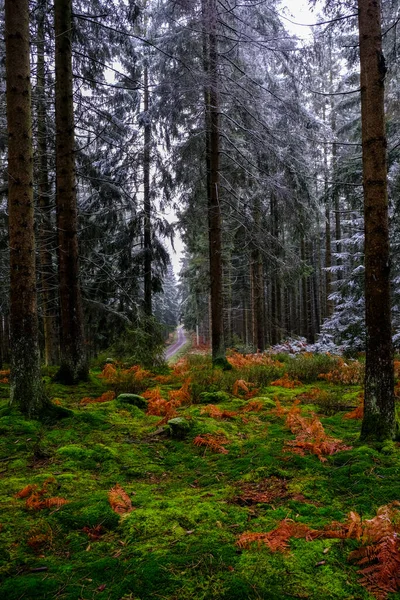 Alberi Ricoperti Gelo Nella Foresta Paesaggio Invernale Nessuno — Foto Stock