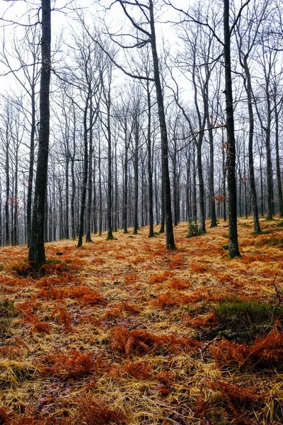 Forest Nacked Trees Orange Grass Nobody — Stock Photo, Image