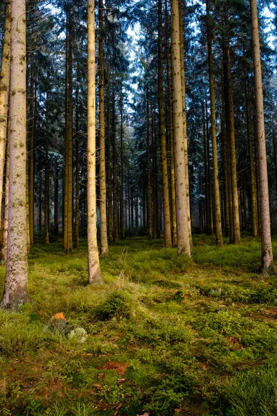 緑の芝生と松の木の森 — ストック写真