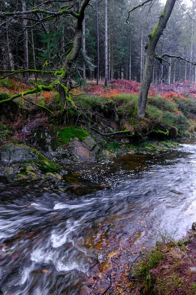 Río Bosque Pinos Invierno Nadie —  Fotos de Stock