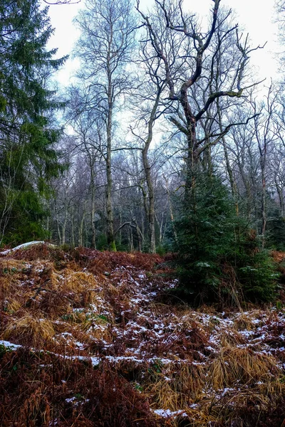 Bäume Mit Frost Wald Bedeckt Winterlandschaft Niemand — Stockfoto