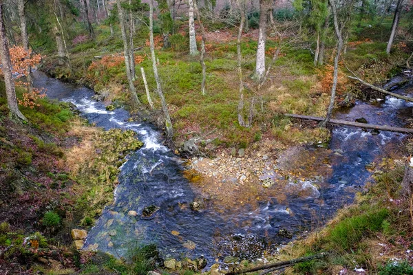 Fluss Kiefernwald Winter Niemand — Stockfoto