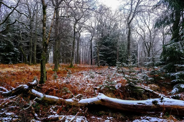 Drzewa Pokryte Mrozem Lesie Krajobraz Zimowy Nikt — Zdjęcie stockowe
