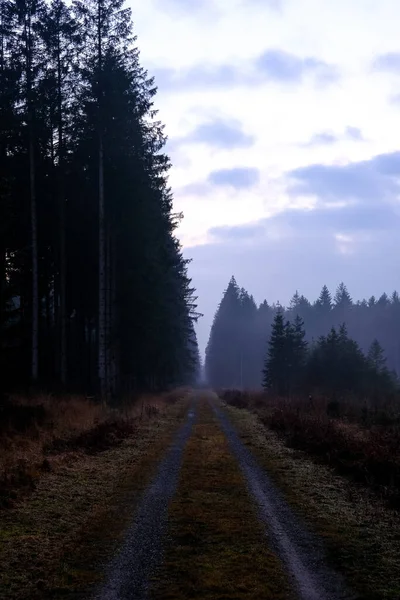 Strada Nella Foresta Con Nebbia Colori Del Tramonto Nessuno — Foto Stock