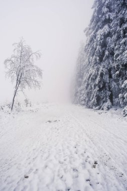 Ormanda sisli ve karlı bir gün. Görüş mesafesi çok sınırlı. Kimse.