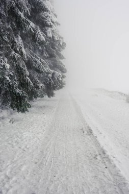 Karlı ve sisli ormanda yol. Beyaz ışık, görüş mesafesi sınırlı. Kimse.