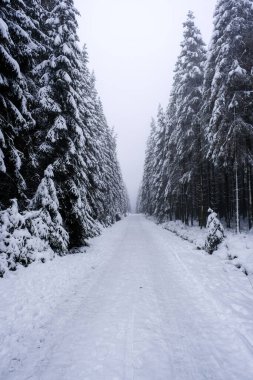 Karlı ve sisli ormanda yol. Beyaz ışık, görüş mesafesi sınırlı. Kimse.