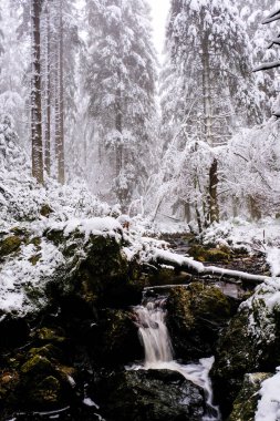 Nehir ve karlı çam ağacı ormanı. Kimse.