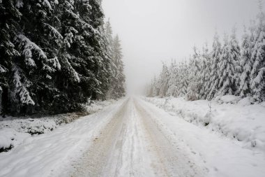 Karlı ve sisli ormanda yol. Beyaz ışık, görüş mesafesi sınırlı. Kimse.