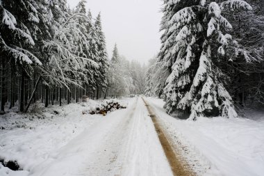 Karlı ve sisli ormanda yol. Beyaz ışık, görüş mesafesi sınırlı. Kimse.