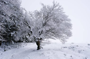 Buz ve karla kaplı büyük ve eski bir ağaç. Kimse.
