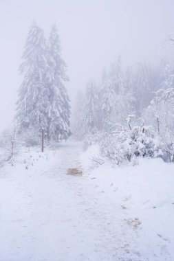 Ormanda sisli ve karlı bir gün. Görüş mesafesi çok sınırlı. Kimse.