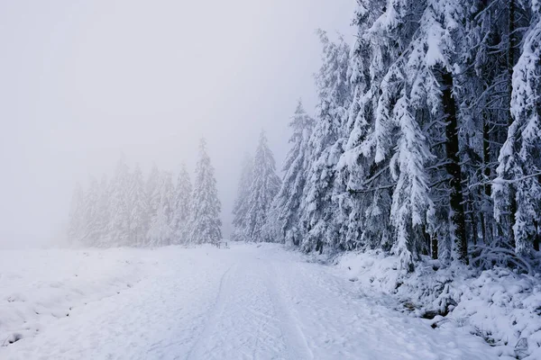 Foggy Snowy Day Forest Very Limited Visibility Nobody — Stock Photo, Image