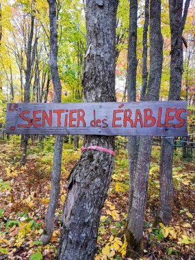 Akçaağaç şurubu Quebec 'teki ormanda toplanıyor.