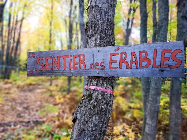 Maple syrup collect in the forest in Quebec