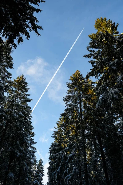 Plane in the sky through pine tree forest.