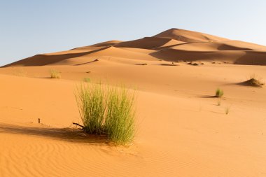 Deserta çimen