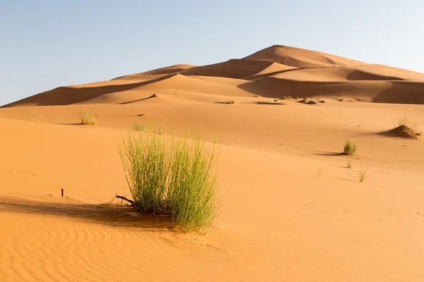 Tráva v deserta — Stock fotografie