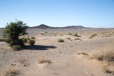 Düz çölde tek ağaç.