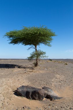 Düz çölde tek ağaç.