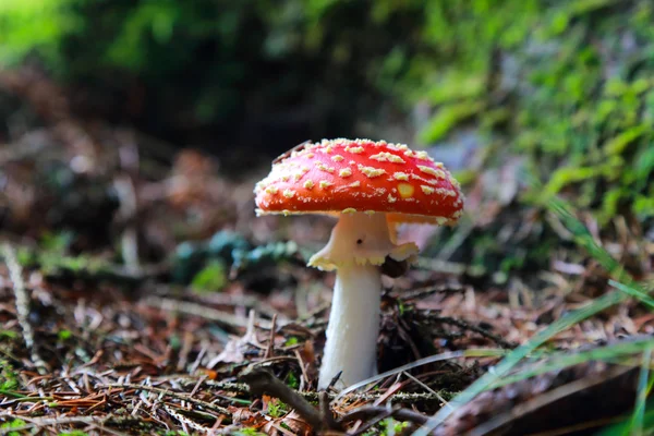 Mosca amanita cogumelo na floresta — Fotografia de Stock