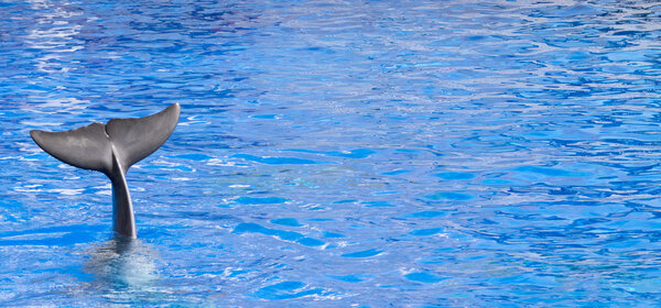 Dolphin waving goodbye with tail