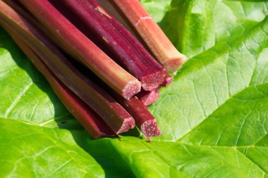 Taze yeşil yaprağı havested ravent takip ediyor