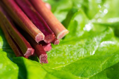 Taze yeşil yaprağı havested ravent takip ediyor