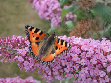 Kelebek kelebek bush (Buddleja (Nymphalis urticae))
