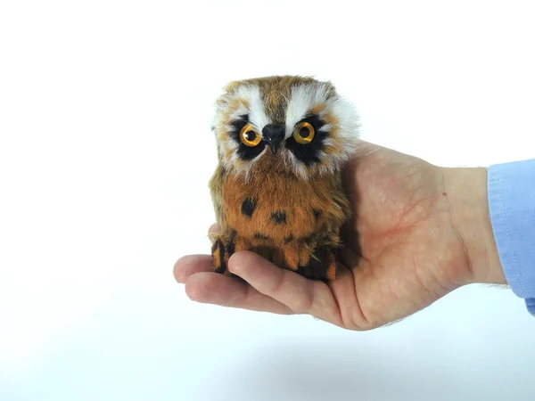 Knowledge transfer symbolized by handing over an owl — Stock Photo, Image