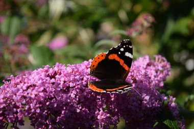 Kelebek kelebek bush üzerinde nektar emme