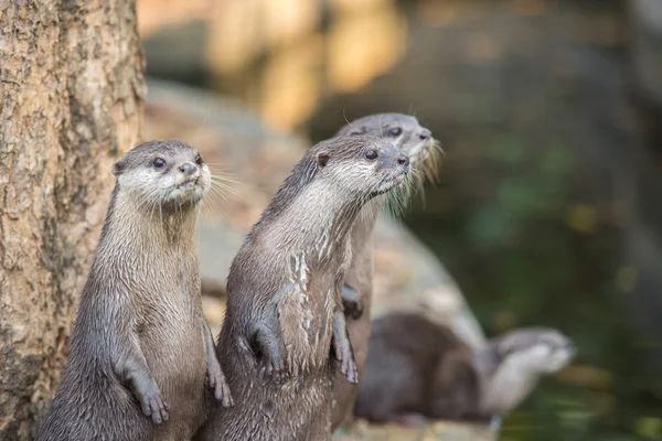 Groep van Aziatische kleine-klauwde otters — Stockfoto