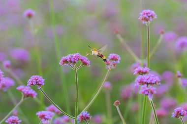 Sinek kuşu hawk nektar Verbena bonariensis fl üzerinden emme güve