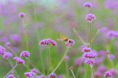 Sinek kuşu hawk nektar Verbena bonariensis fl üzerinden emme güve