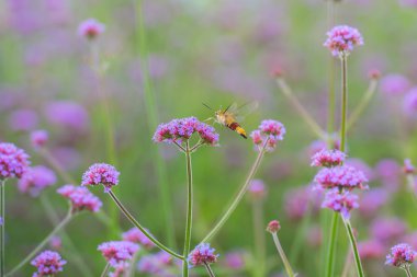 Sinek kuşu hawk nektar Verbena bonariensis fl üzerinden emme güve