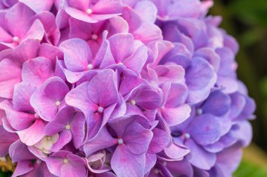 Yakın çekim pembe ve mor ortanca Çiçek Bahçe