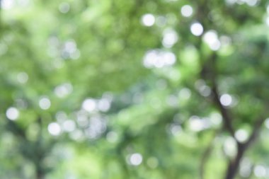 Bulanık ağaç arka plan