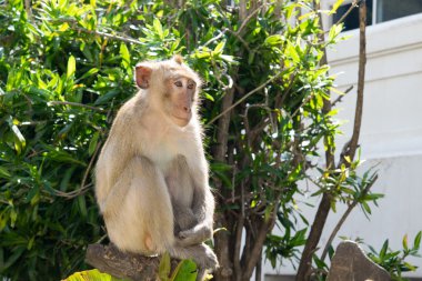 Maymun, Yengeç yiyen makak