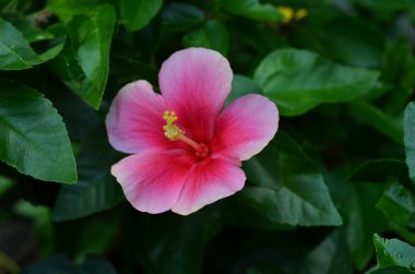 Pembe Başörtüsü Çiçeği