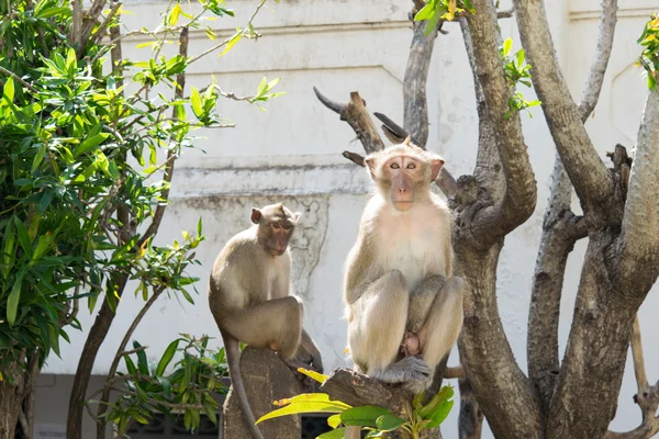 Aap, Krabbenetende makaak — Stockfoto