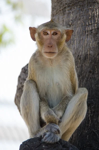 Aap, Krabbenetende makaak — Stockfoto