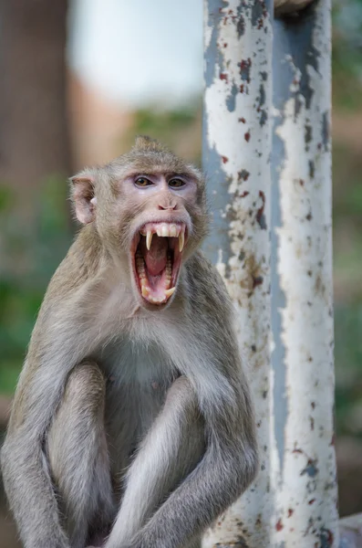 Aap, Krabbenetende makaak — Stockfoto